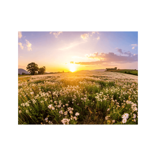 Wandbild Blühendes Feld 2