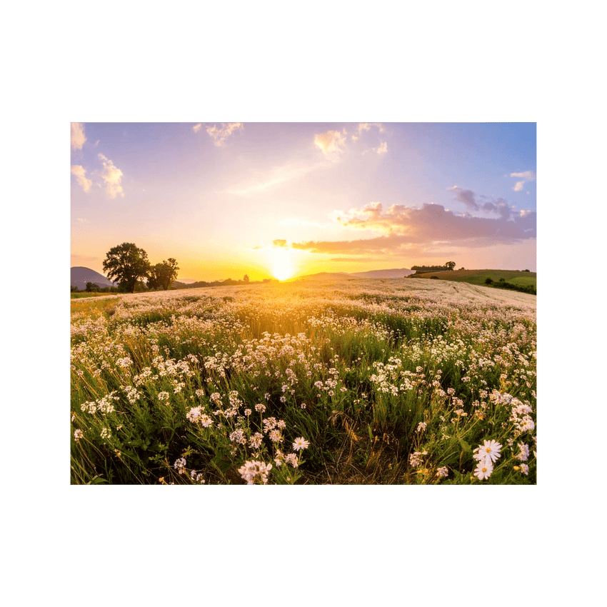 Wandbild Blühendes Feld 2