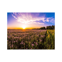 Wandbild Blühendes Feld 3