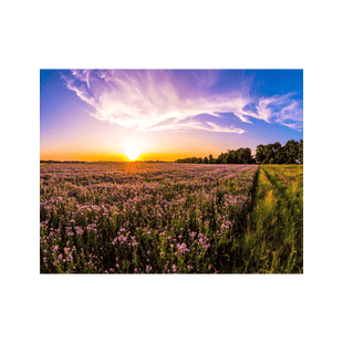 Wandbild Blühendes Feld 3