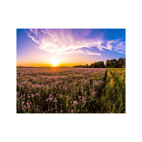 Wandbild Blühendes Feld 3