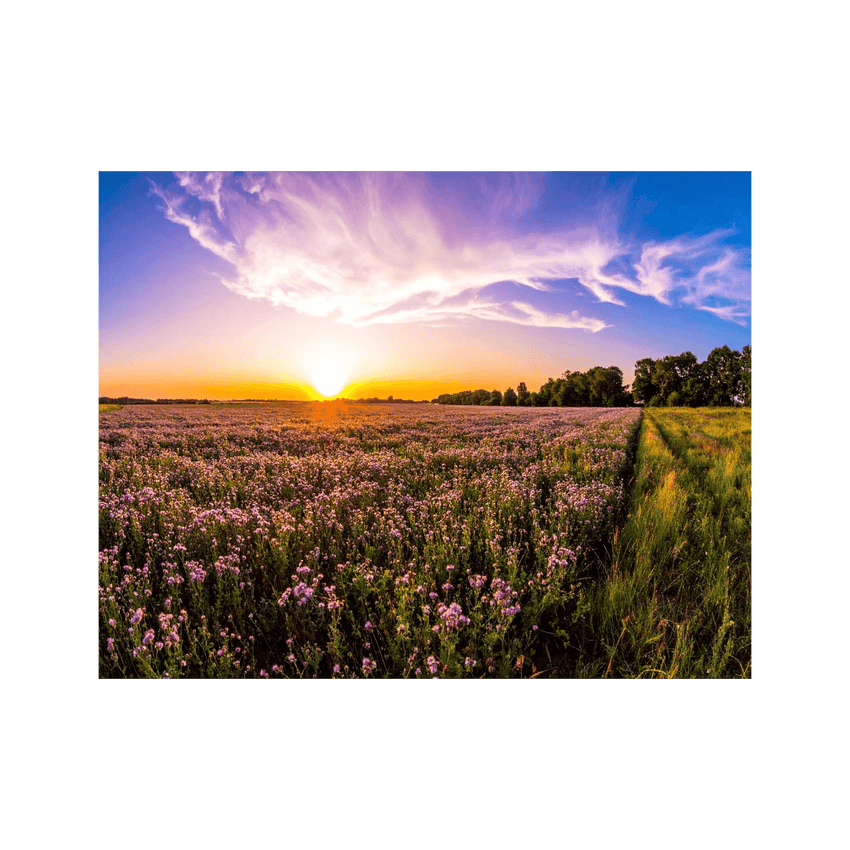 Wandbild Blühendes Feld 3