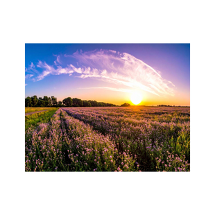Wandbild Blühendes Feld 4