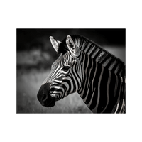 Wandbild Zebra Schwarz Weiss
