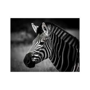 Wandbild Zebra Schwarz Weiss