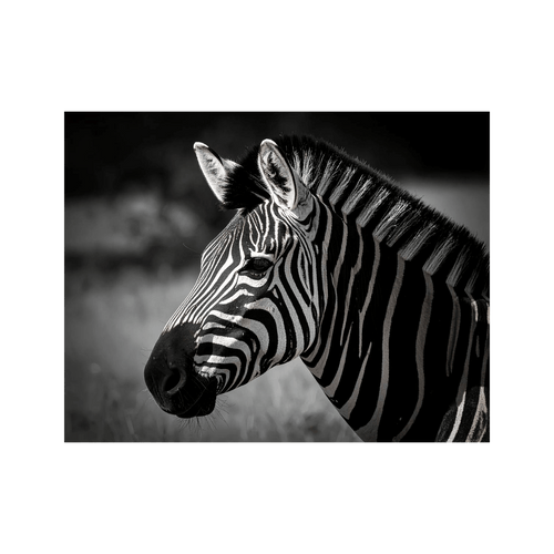 Wandbild Zebra Schwarz Weiss