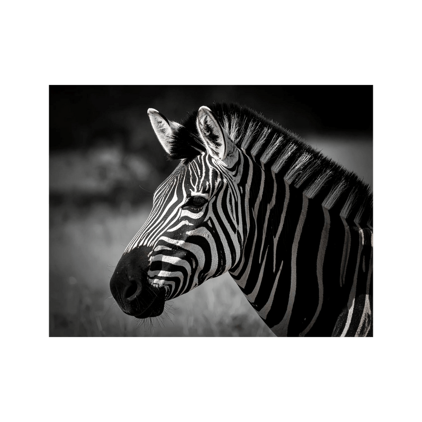 Wandbild Zebra Schwarz Weiss
