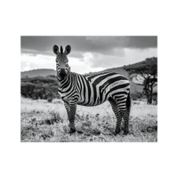 Wandbild Zebra Schwarz Weiss 2