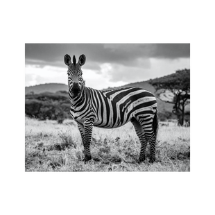 Wandbild Zebra Schwarz Weiss 2