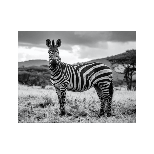 Wandbild Zebra Schwarz Weiss 2