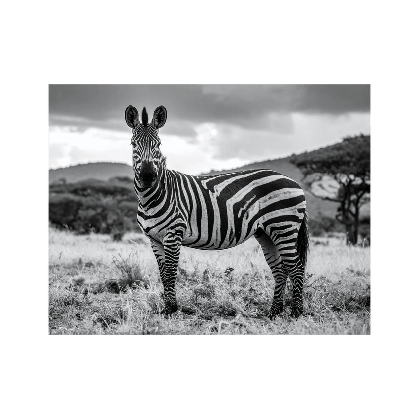 Wandbild Zebra Schwarz Weiss 2