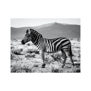 Wandbild Zebra Schwarz Weiss 3