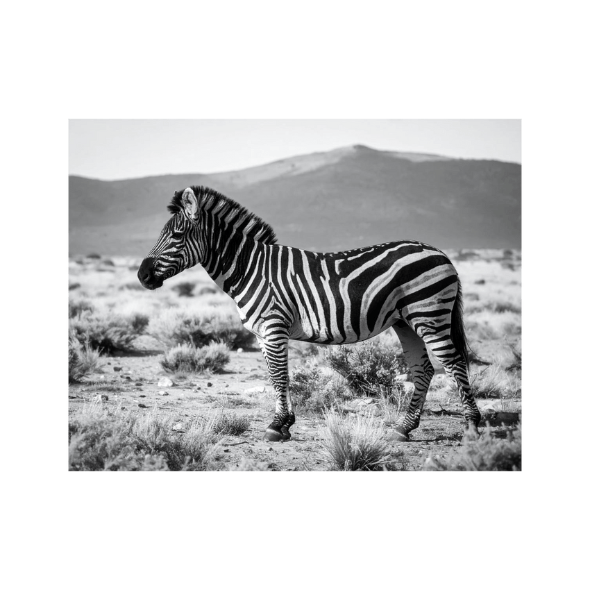 Wandbild Zebra Schwarz Weiss 3