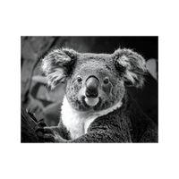 Wandbild Koala Schwarz Weiss