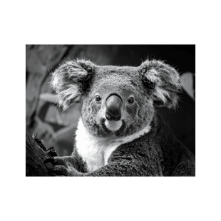 Wandbild Koala Schwarz Weiss