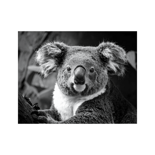 Wandbild Koala Schwarz Weiss