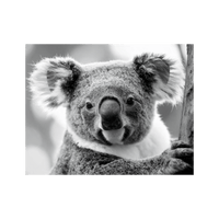 Wandbild Koala Schwarz Weiss 2