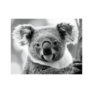 Wandbild Koala Schwarz Weiss 2