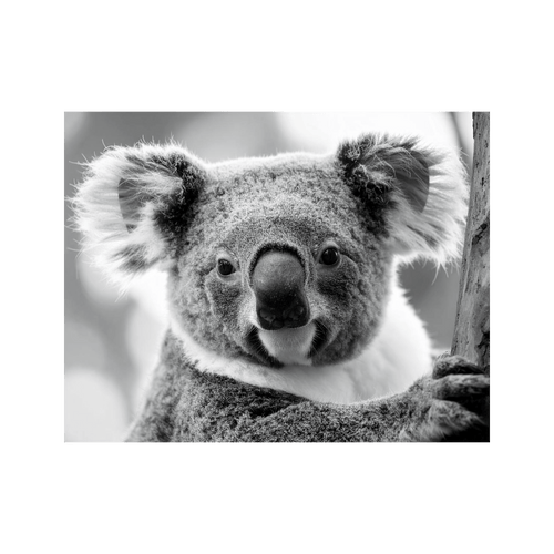 Wandbild Koala Schwarz Weiss 2