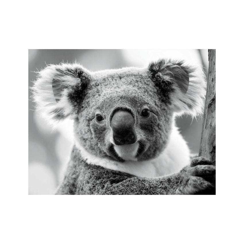 Wandbild Koala Schwarz Weiss 2