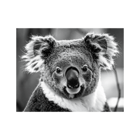 Wandbild Koala Schwarz Weiss 3