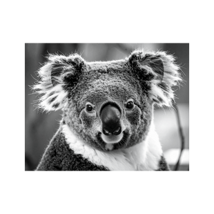 Wandbild Koala Schwarz Weiss 3
