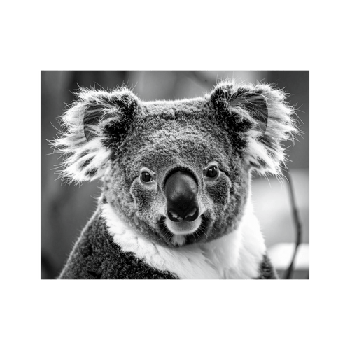 Wandbild Koala Schwarz Weiss 3