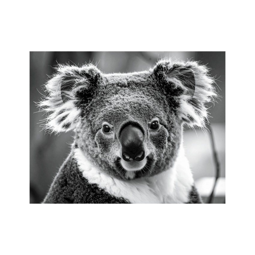 Wandbild Koala Schwarz Weiss 3
