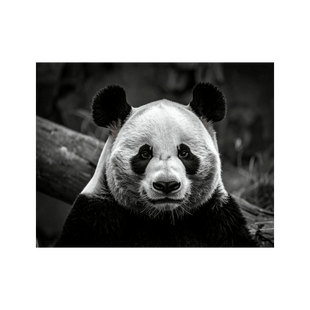 Wandbild Panda Schwarz Weiss
