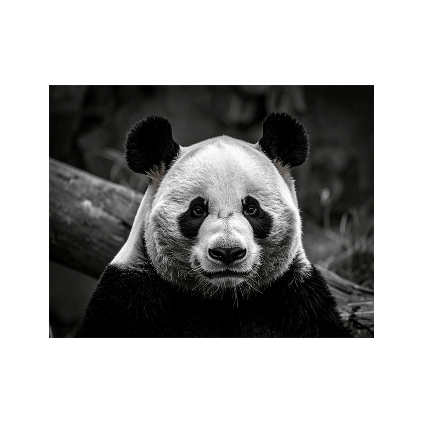 Wandbild Panda Schwarz Weiss