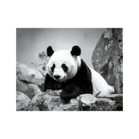 Wandbild Panda Schwarz Weiss 2
