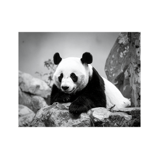 Wandbild Panda Schwarz Weiss 2