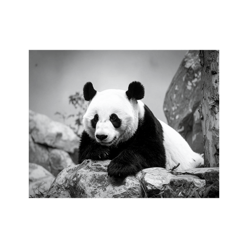 Wandbild Panda Schwarz Weiss 2