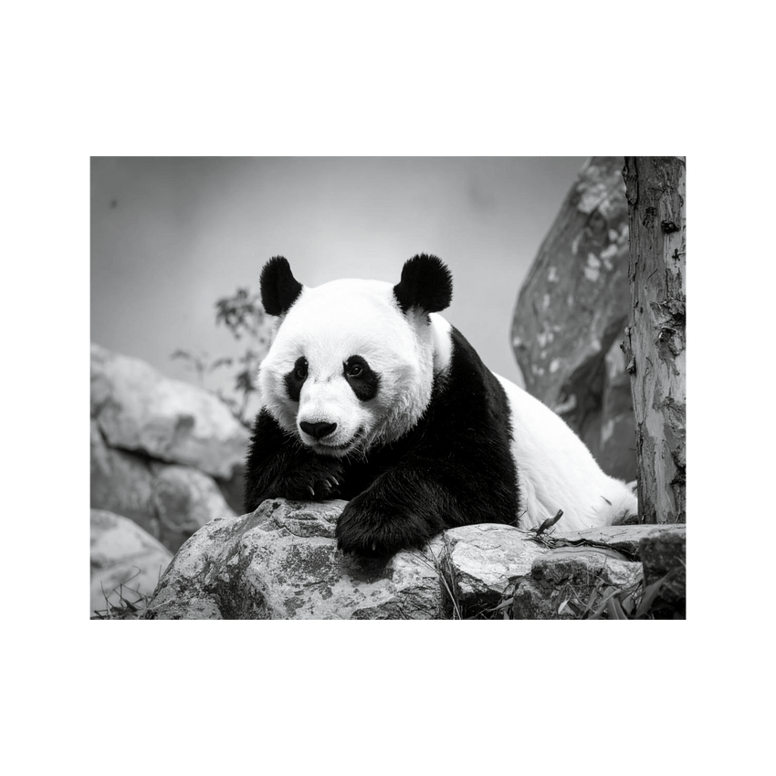 Wandbild Panda Schwarz Weiss 2