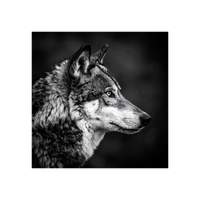 Wandbild Wolf Schwarz Weiss