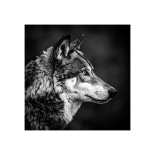 Wandbild Wolf Schwarz Weiss
