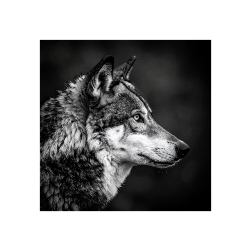 Wandbild Wolf Schwarz Weiss