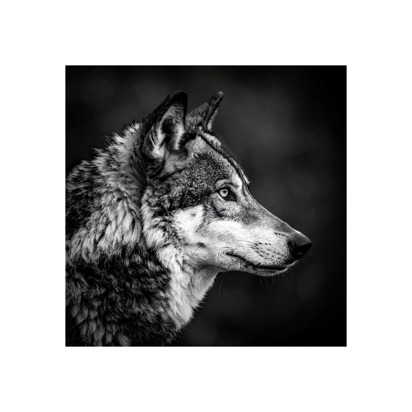 Wandbild Wolf Schwarz Weiss