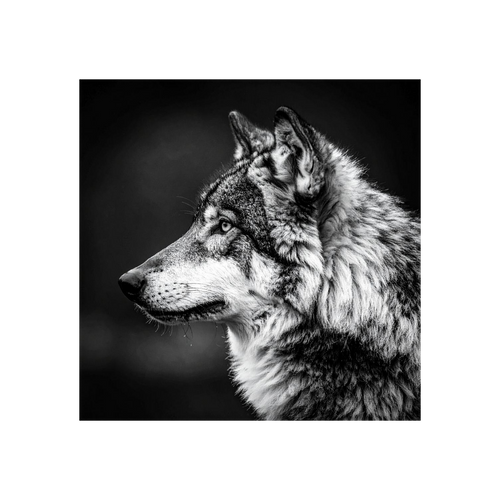 Wandbild Wolf Schwarz Weiss 2
