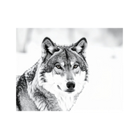 Wandbild Wolf Schwarz Weiss 3
