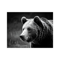 Wandbild Bär Schwarz Weiss