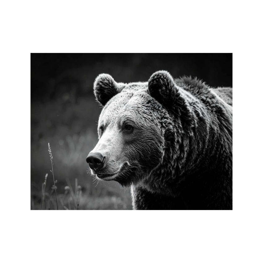 Wandbild Bär Schwarz Weiss