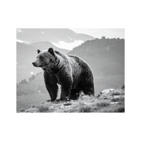 Wandbild Bär Schwarz Weiss 2