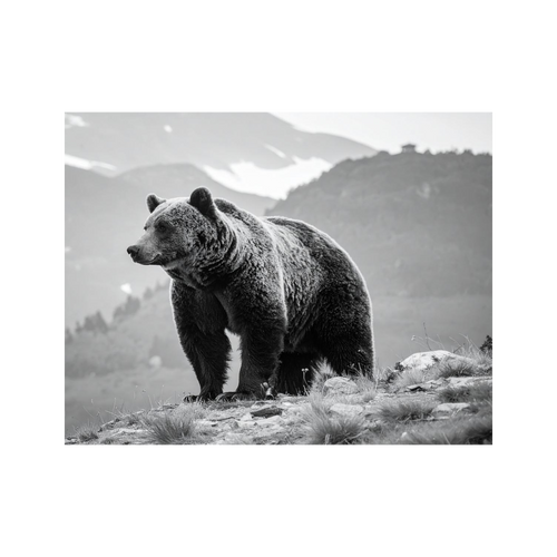 Wandbild Bär Schwarz Weiss 2