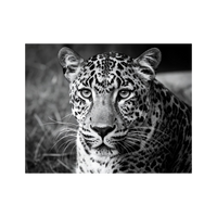 Wandbild Leopard Schwarz Weiss