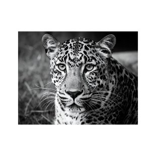 Wandbild Leopard Schwarz Weiss