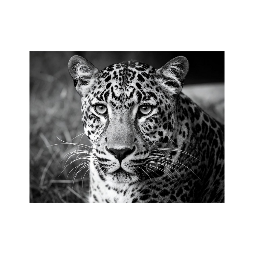 Wandbild Leopard Schwarz Weiss