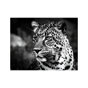 Wandbild Leopard Schwarz Weiss 2