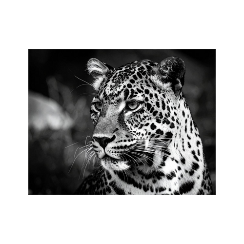 Wandbild Leopard Schwarz Weiss 2