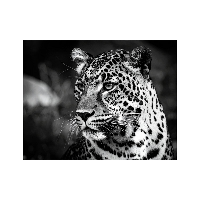 Wandbild Leopard Schwarz Weiss 2